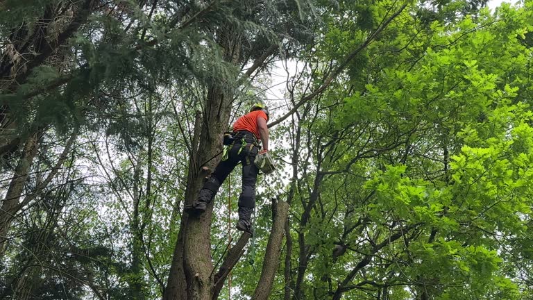 Best Arborist Consultation Services  in Clearfield, PA